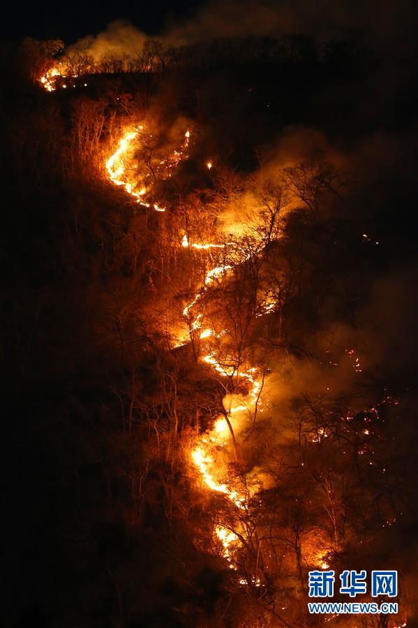巴西森林火灾数量激增 逾半数发生在亚马孙雨林